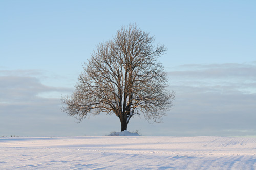 Aska Heer, vinter